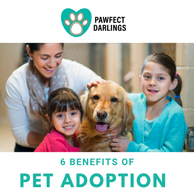 Six Benefits of Pet Adoption